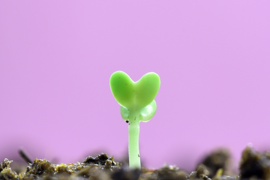 Leading with Heart: The Power of Emotional Intelligence and Empathy in Leadership